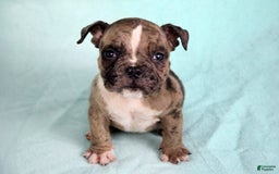 American Bully dogs for sale: Black Brindle Merle Male - Image 7