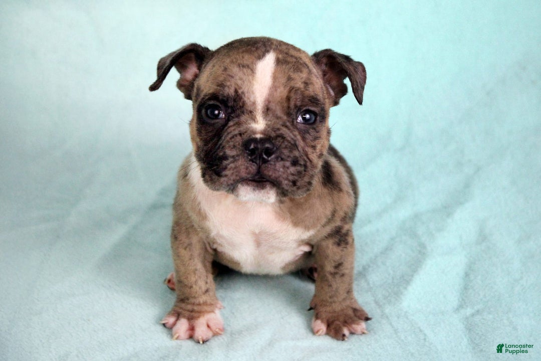American Bully dogs for sale: Black Brindle Merle Male - Image 7