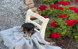 Chihuahua dogs for sale: Sprinkles - Image 6