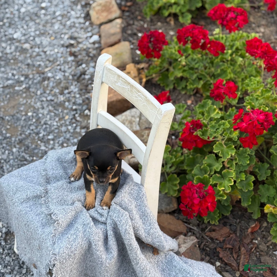 Chihuahua dogs for sale: Sprinkles - Image 6