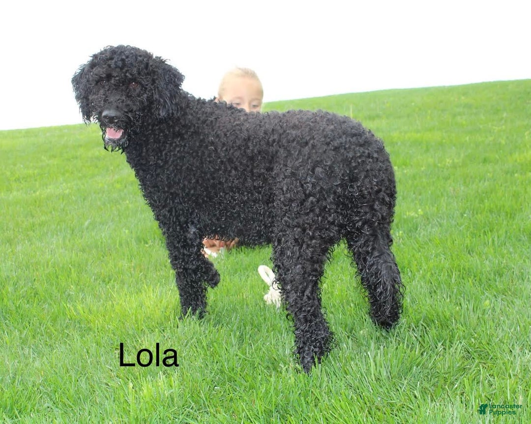 Portuguese Water Dog dogs for sale: Duke - Image 4