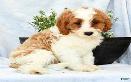 Cavapoo dogs for sale: Pluto - Image 5