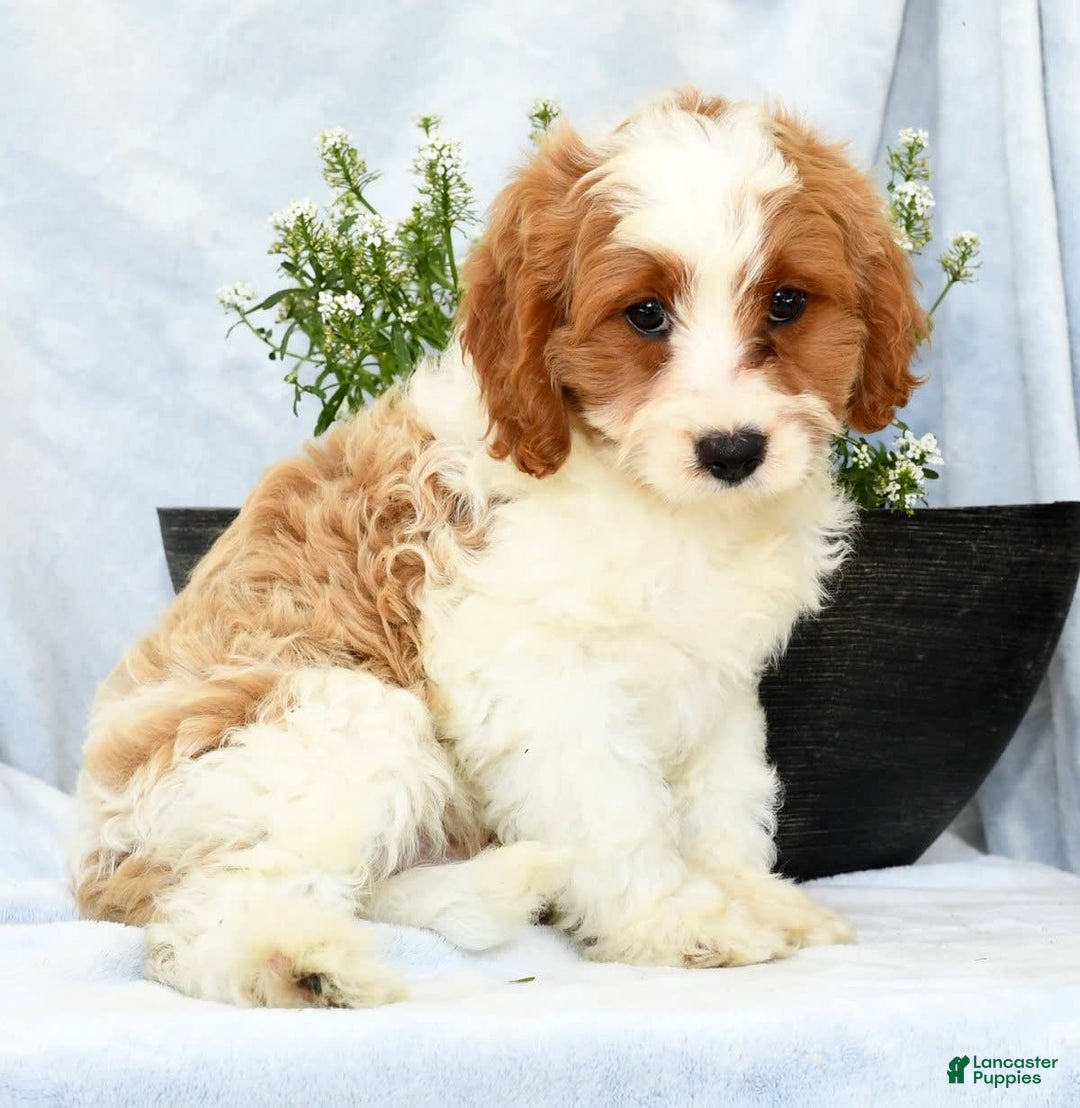 Cavapoo dogs for sale: Pluto - Image 5