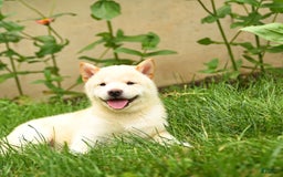 Shiba Inu dogs for sale: Patrick - Image 5