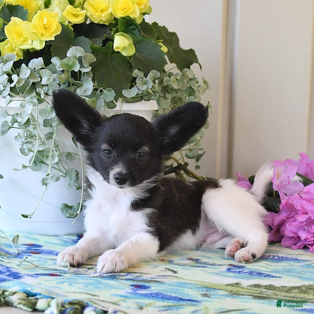 Papillon dogs for sale: Mitch - Image 9
