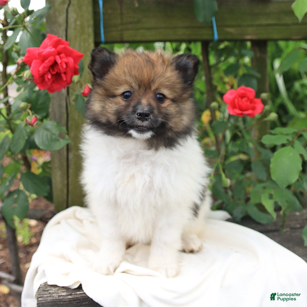Pomeranian dogs for sale: Jimmy - Image 5