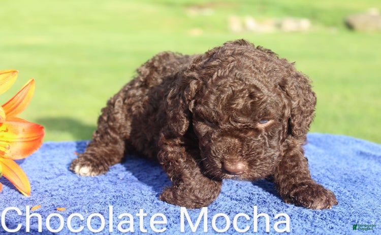 Spanish Water Dog dogs - Advert 6