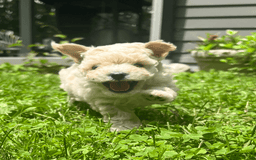 Yorkiepoo dogs for sale: Nugget - Image 1