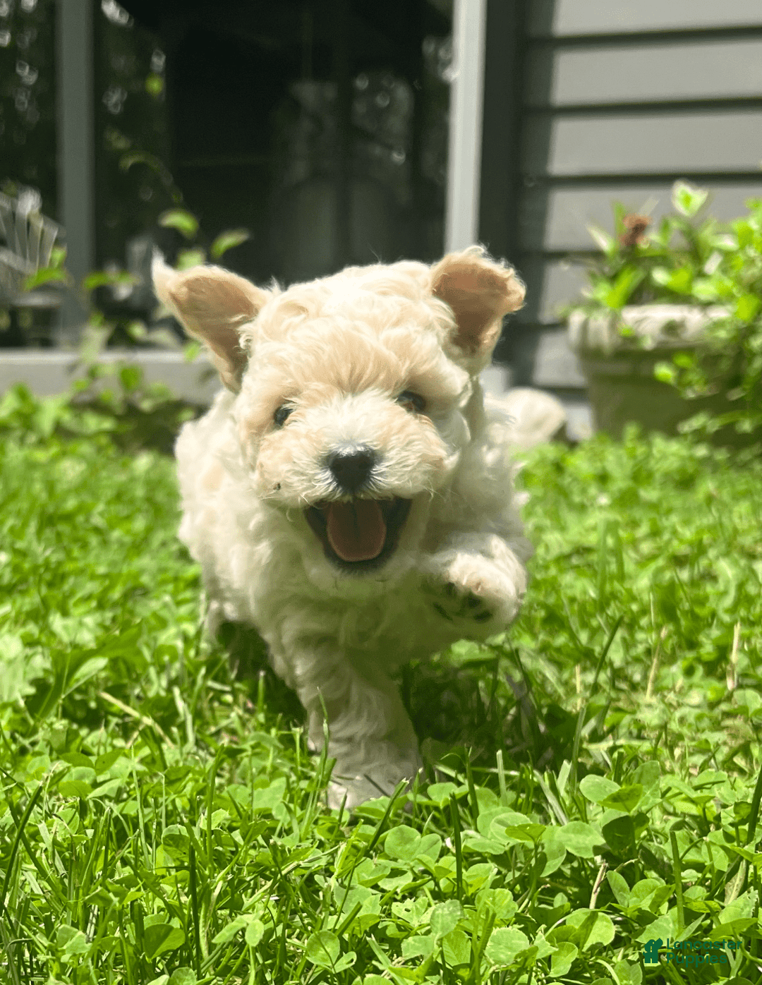 Yorkiepoo dogs for sale: Nugget - Image 1