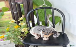 Miniature Dachshund dogs for sale: Bentley - Image 10