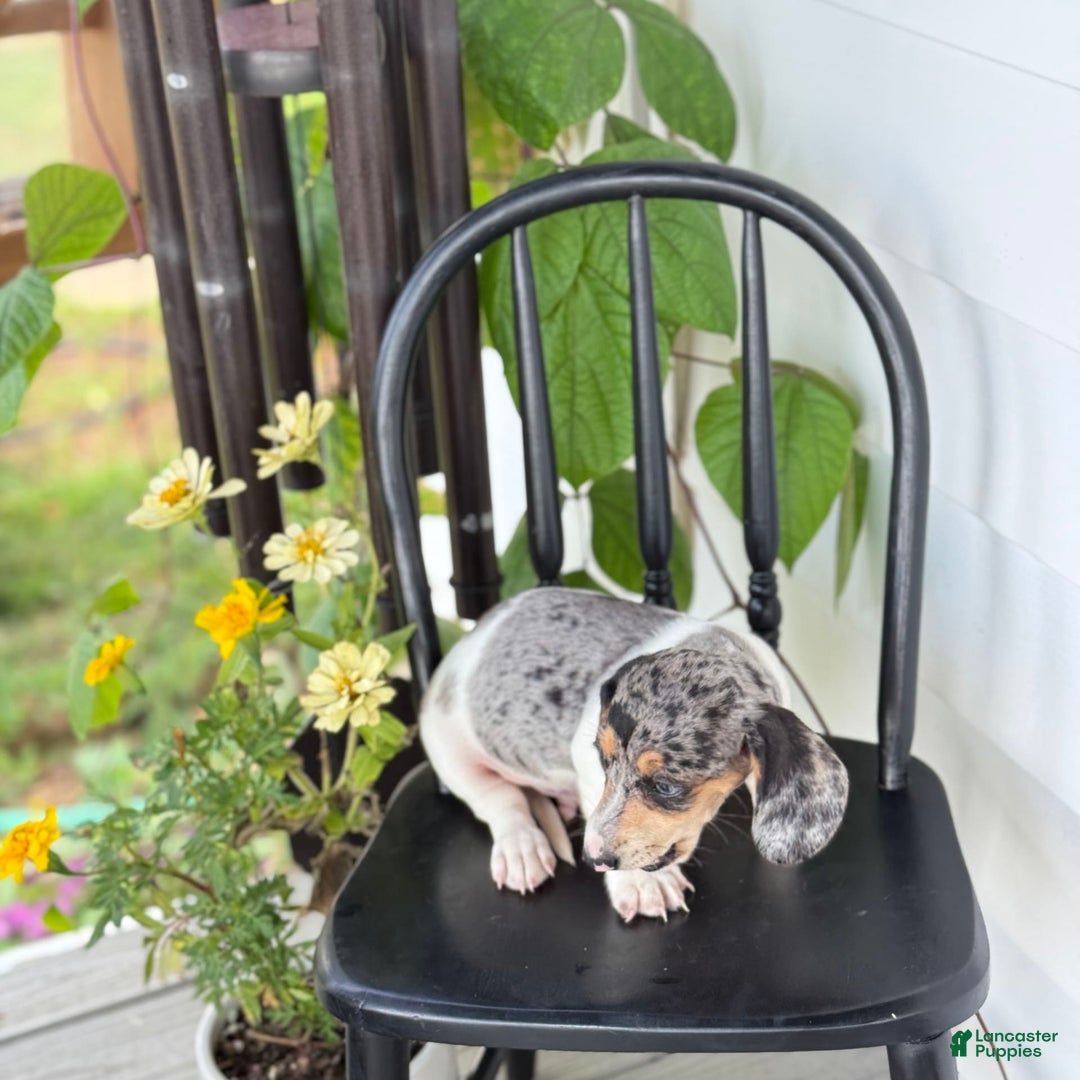 Miniature Dachshund dogs for sale: Bentley - Image 10
