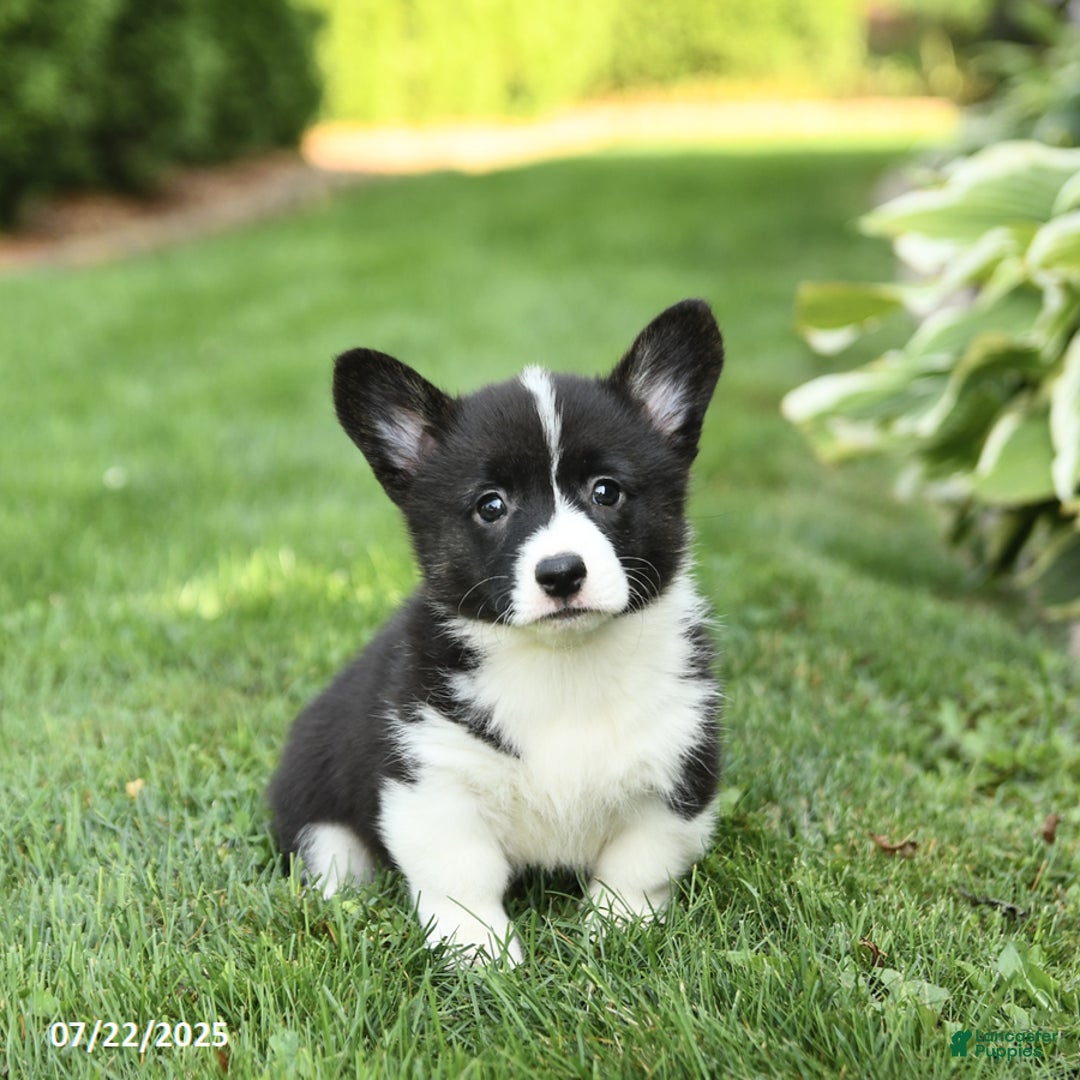 Welsh Corgi Pembroke dogs for sale: Flora - Image 4