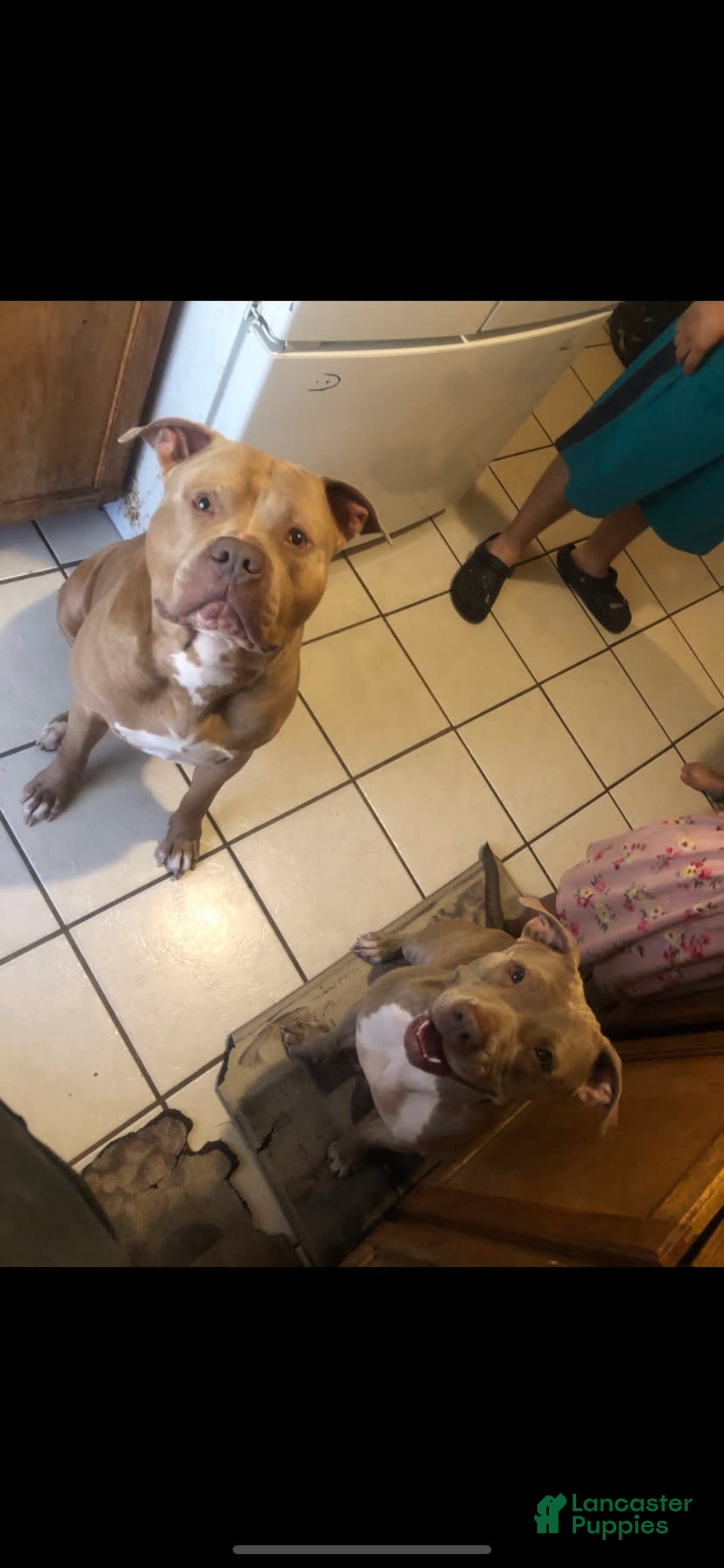 American Pit Bull Terrier dogs for sale: Kilo Jr - Image 4
