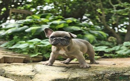 French Bulldog dogs for sale: Meadow - Image 1
