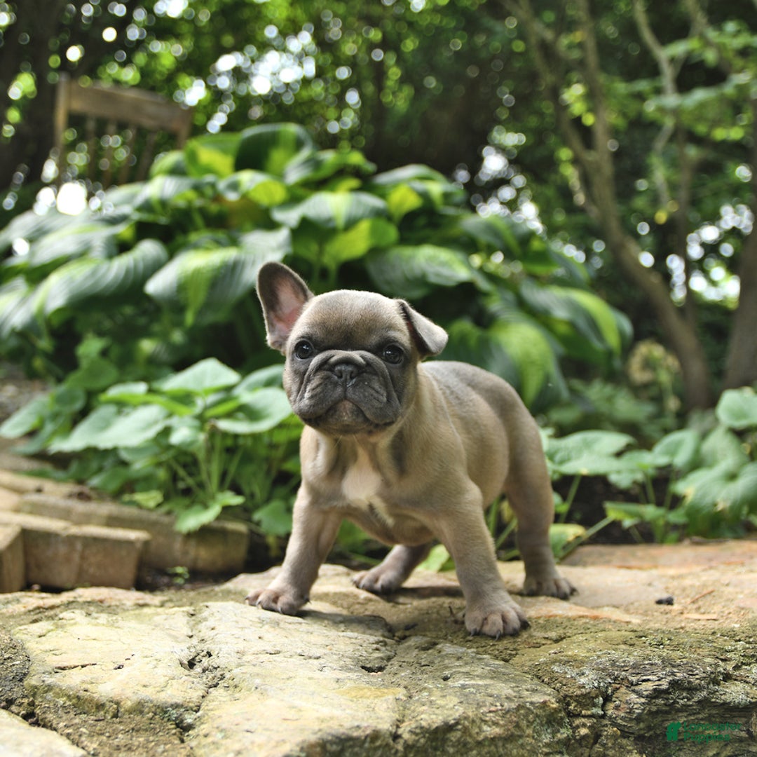 French Bulldog dogs for sale: Meadow - Image 1