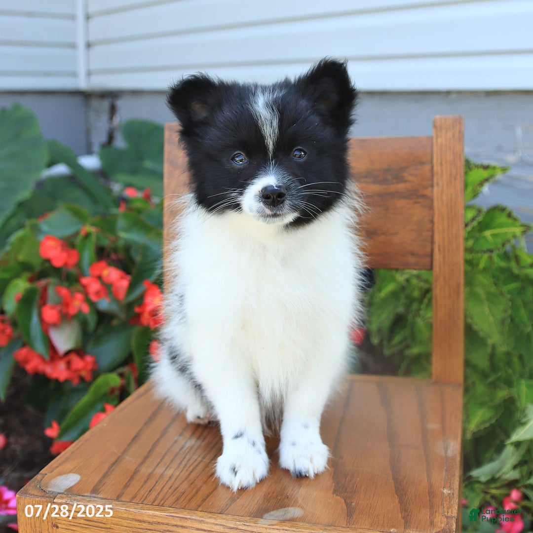 Pomeranian dogs for sale: Pomeranian 4 puppies - Image 8
