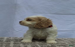 Cocker Spaniel dogs for sale: Sofie - Image 4