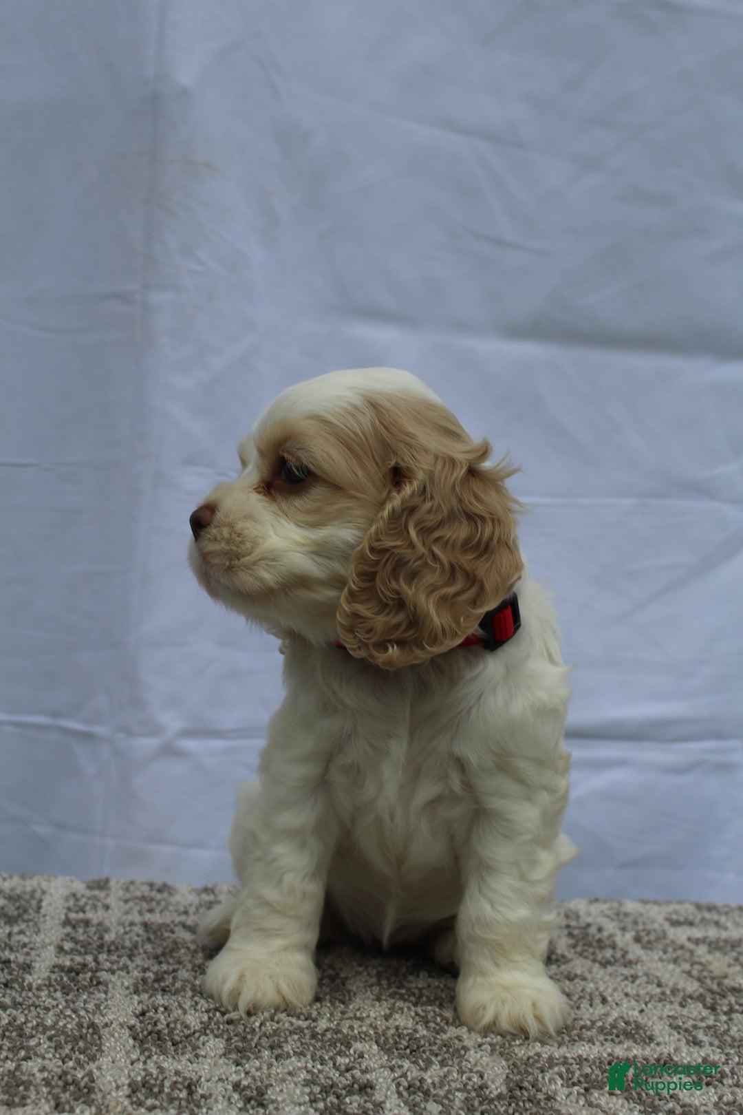 Cocker Spaniel dogs for sale: Sofie - Image 4
