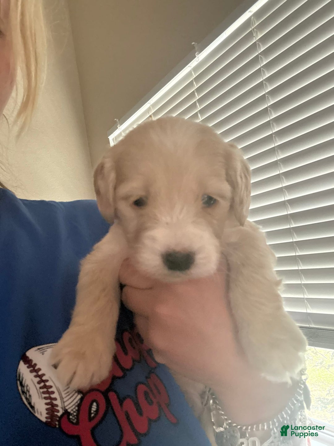 Goldendoodle dogs for sale: Snoop - Image 2