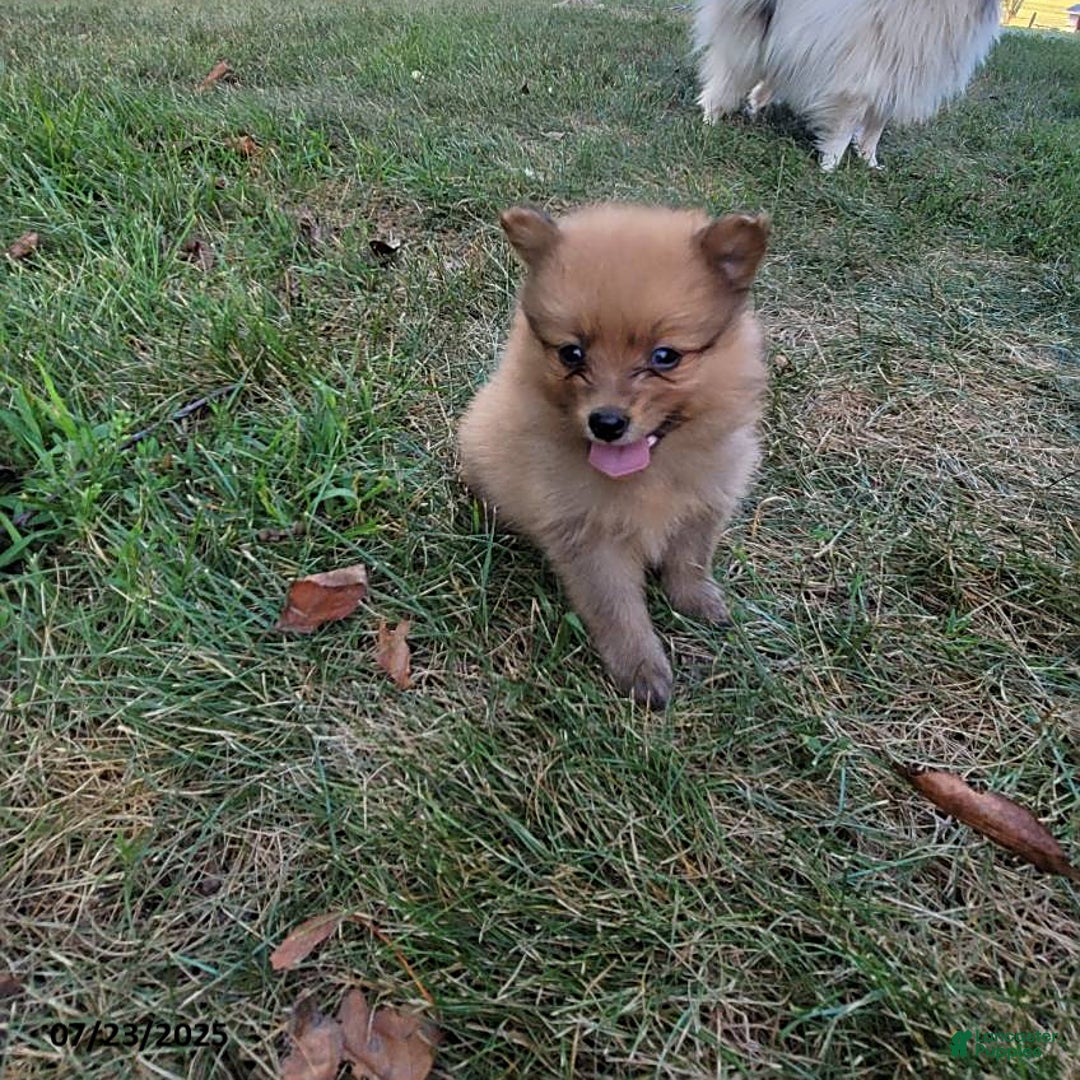 Pomeranian dogs for sale: Buddy - Image 5