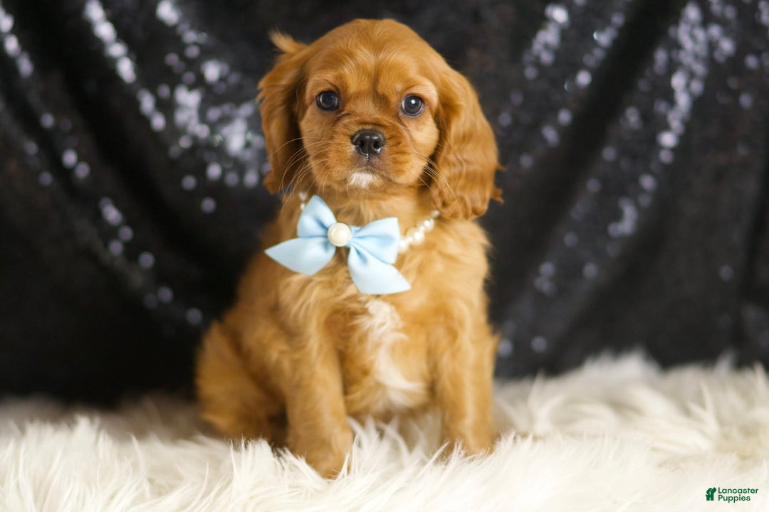 Cavalier King Charles Spaniel dogs for sale: Charmer - Image 2