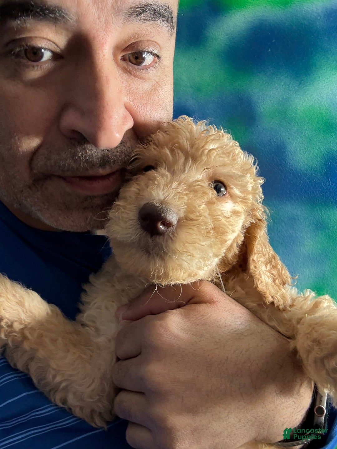 Goldendoodle dogs for sale: Luna - Image 27