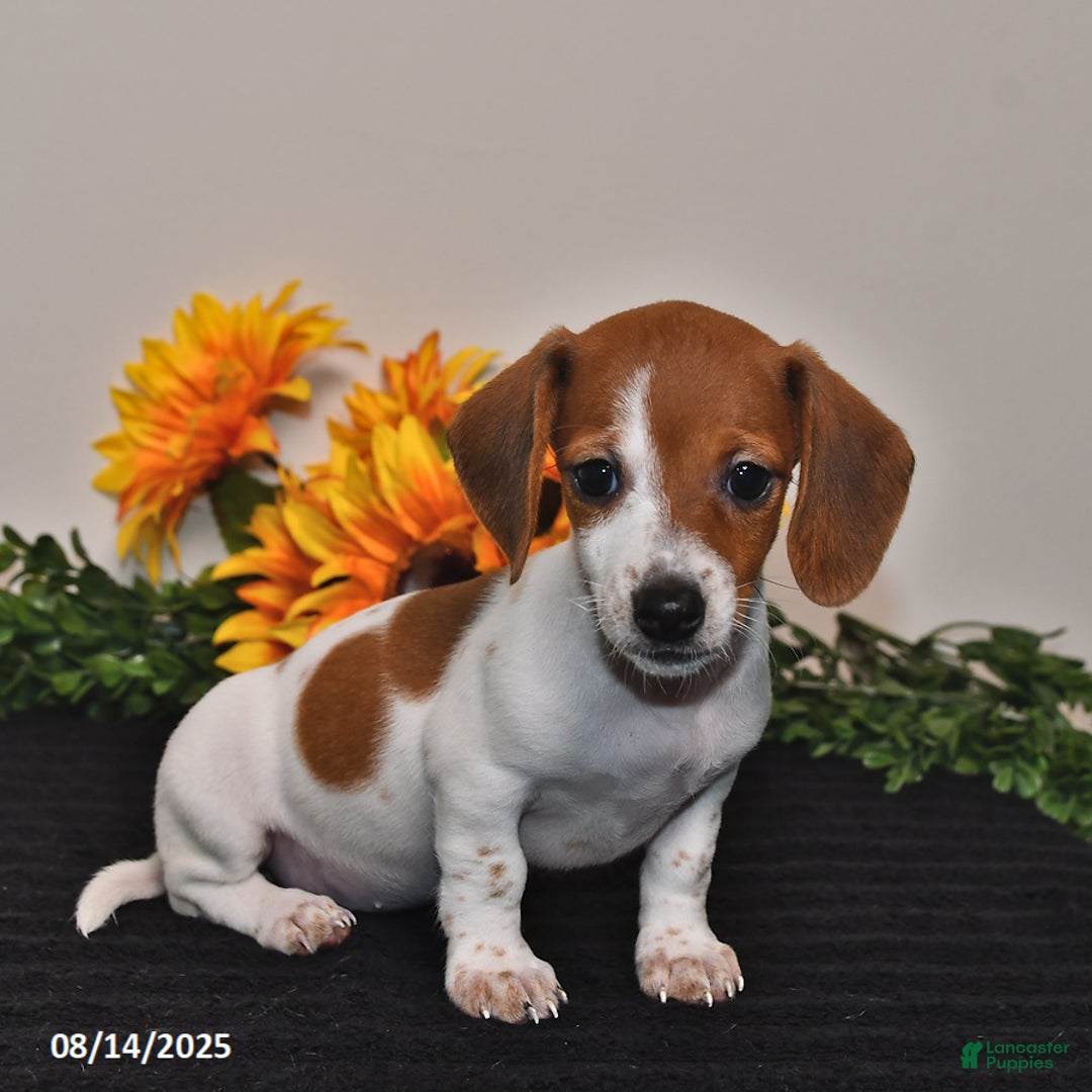 Miniature Dachshund dogs for sale: Belle - Image 4