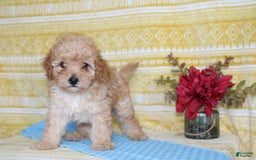 Mini Goldendoodle dogs for sale: Lewis - Image 7