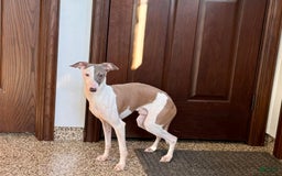Italian Greyhound dogs for sale: Sammy - Image 4