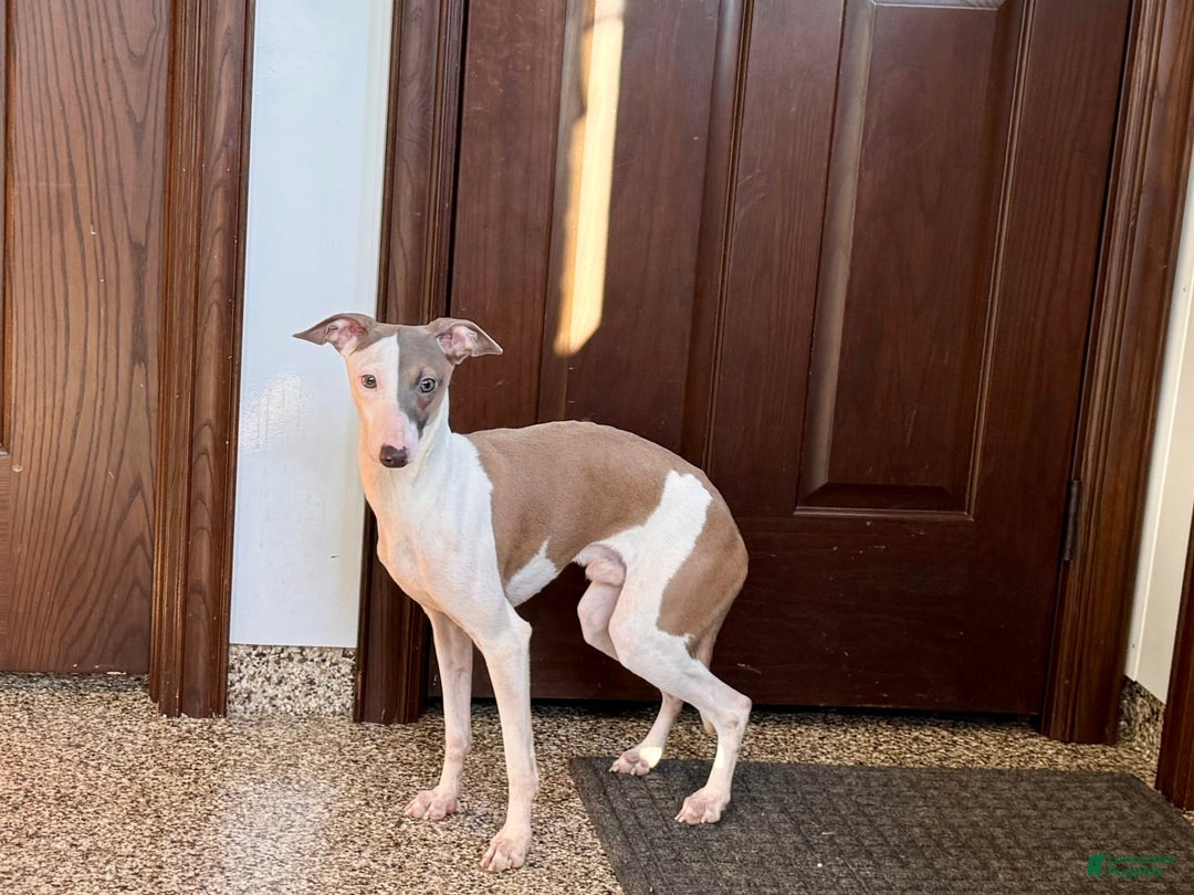 Italian Greyhound dogs for sale: Sammy - Image 4