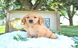 Golden Retriever dogs for sale: Adam - Image 8