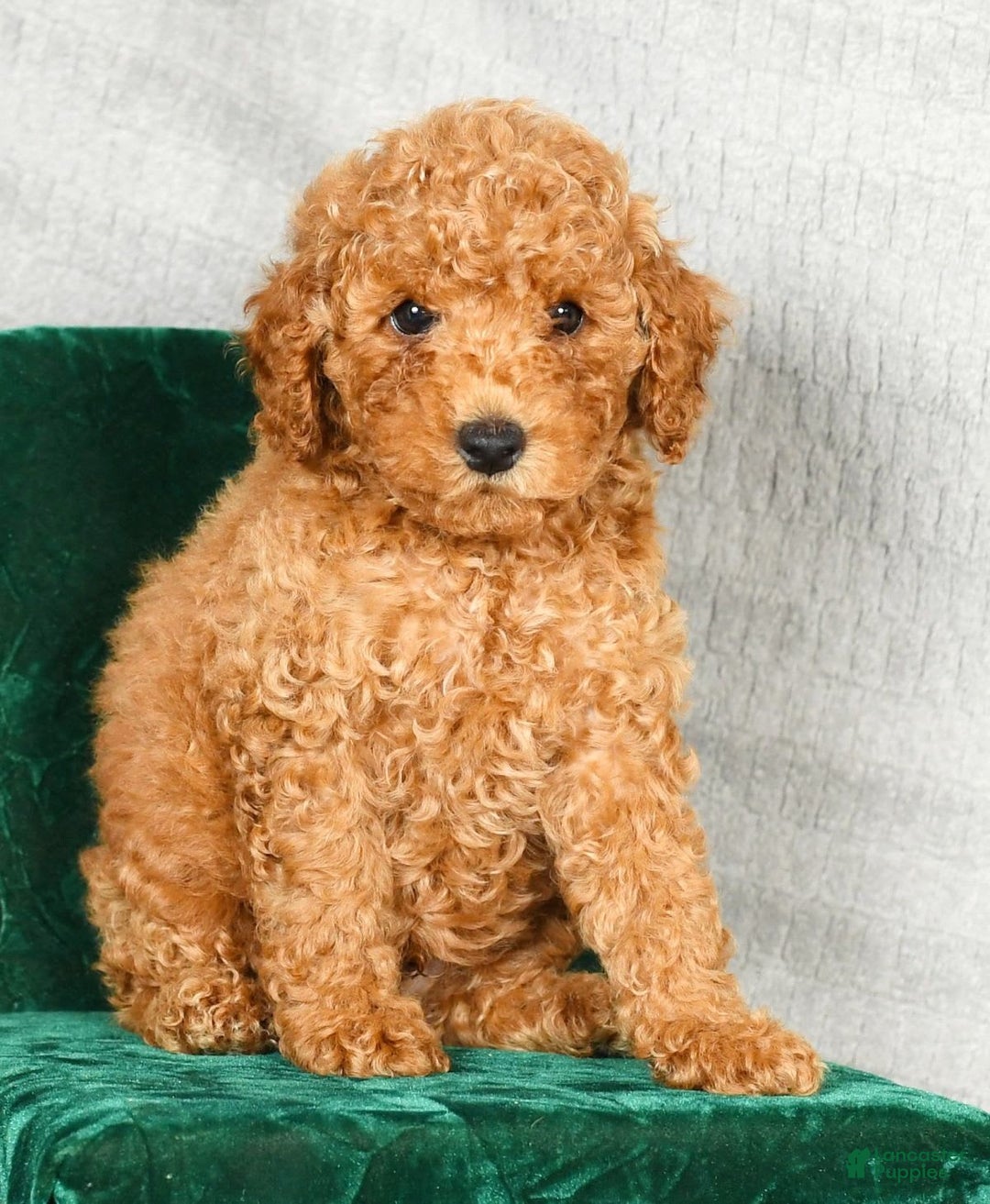 Miniature Poodle dogs for sale: Drew - Image 9