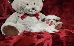Malshi dogs for sale: Loki - Image 8