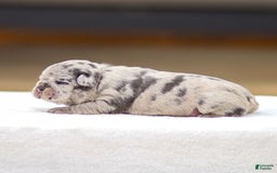 Frenchton dogs for sale: Bella - Image 3