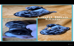 Australian Shepherd dogs for sale: Light Blue Collar M - Image 1