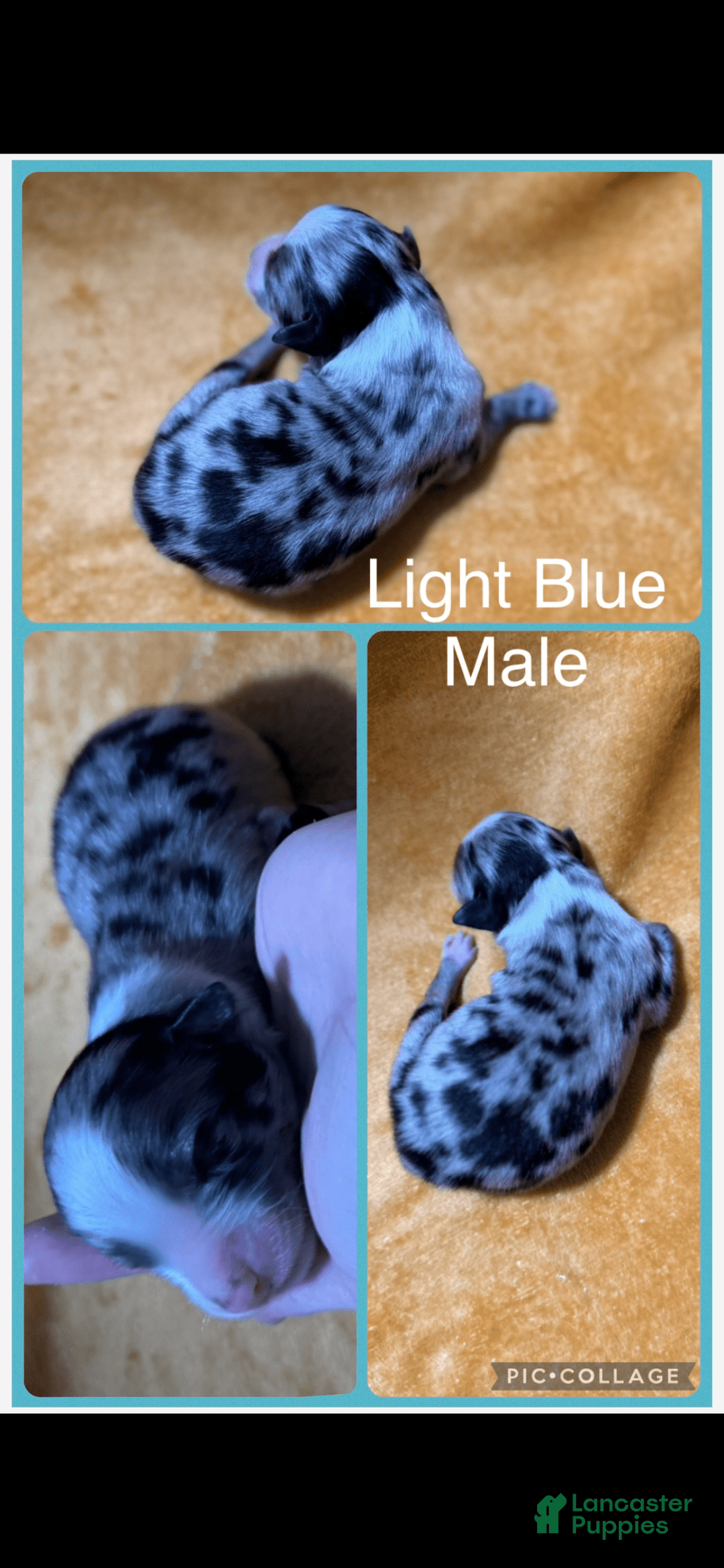 Australian Shepherd dogs for sale: Light Blue Collar M - Image 1