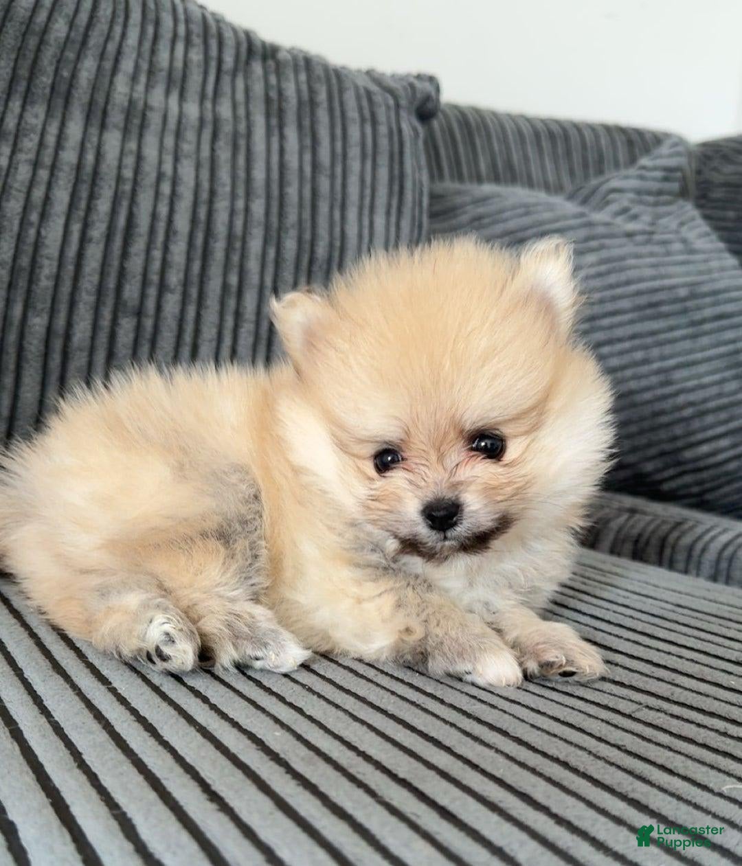 Pomeranian dogs for sale: Kim - Image 1