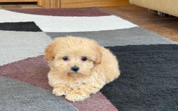 Maltipoo dogs for sale: Tiny - Image 9