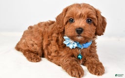 Cockapoo dogs for sale: Nila - Image 4