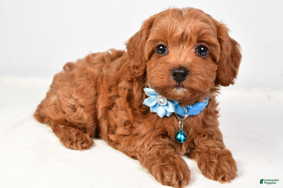 Cockapoo dogs for sale: Nila - Image 4