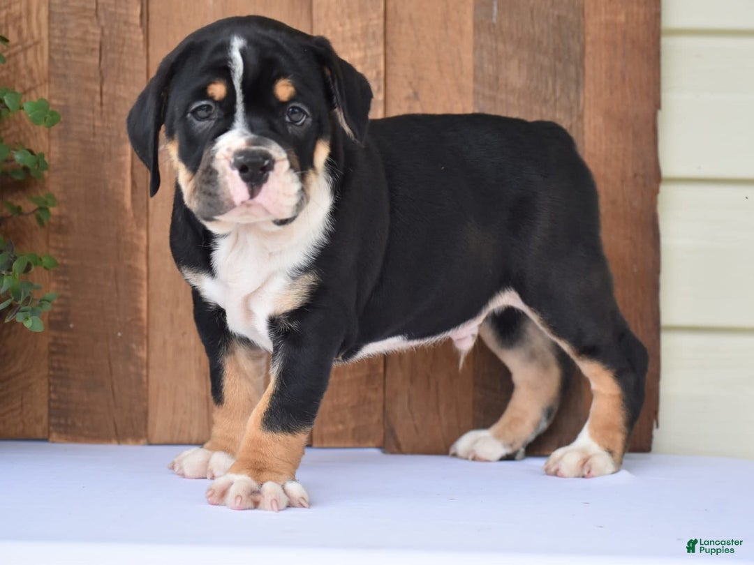 Beabull dogs for sale: Clint - Image 2