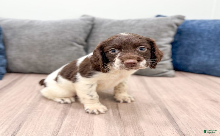 English Springer Spaniel dogs for sale - Ad 1