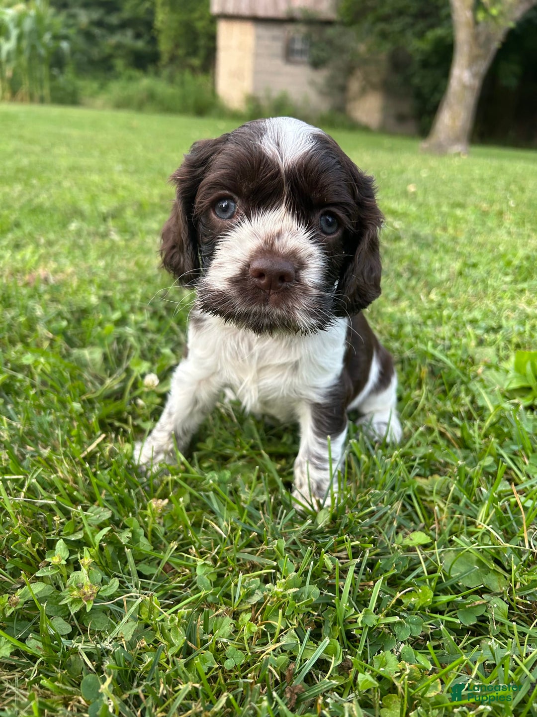 Cocker Spaniel dogs for sale: Kimmy - Image 5