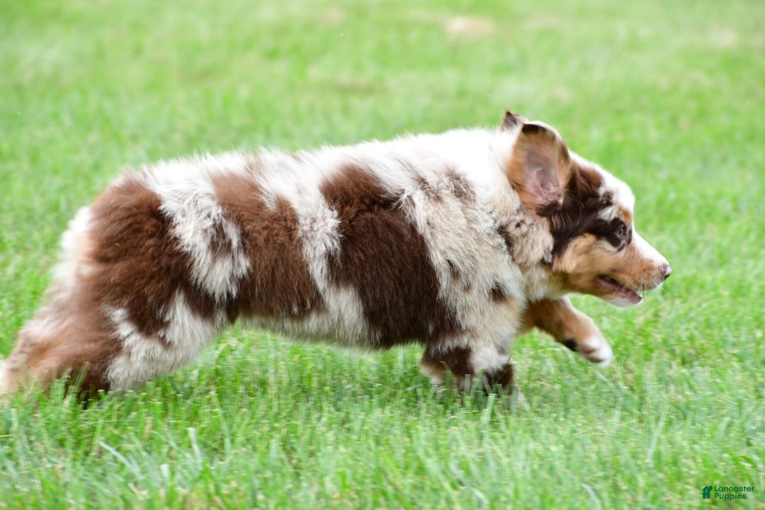 Australian Shepherd dogs for sale: Dexter - Image 6