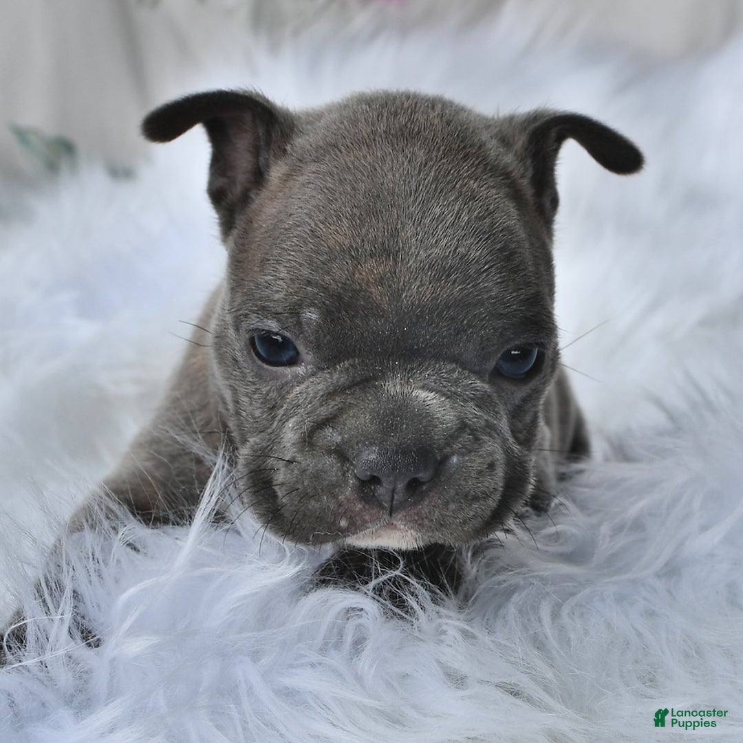Frenchton dogs for sale: Gus - Image 13