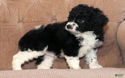 Cockapoo dogs for sale: Brady - Image 3
