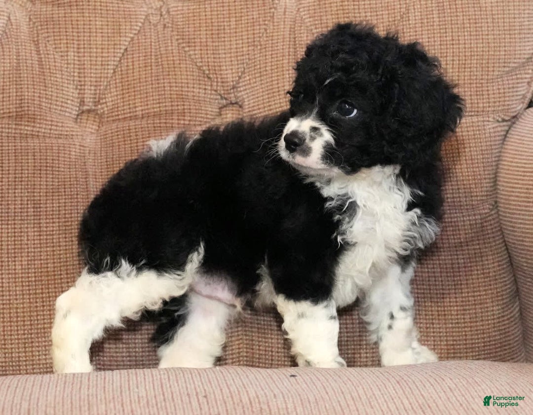 Cockapoo dogs for sale: Brady - Image 3
