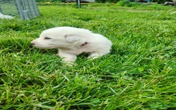 Great Pyrenees dogs for sale: Cedar - Image 10