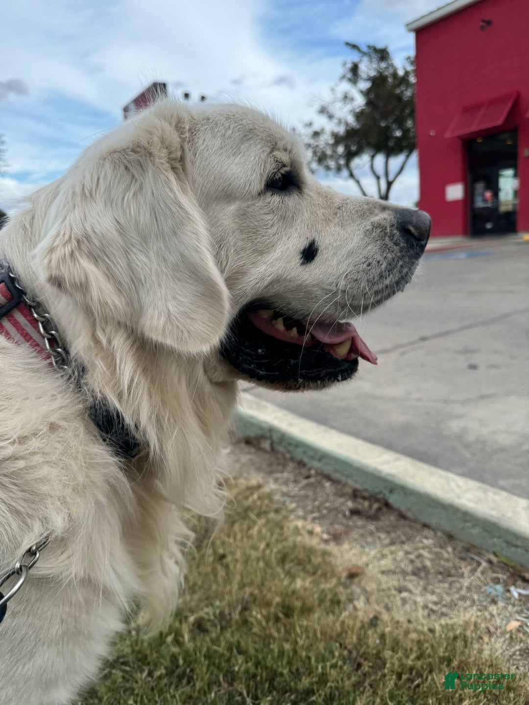 Golden Retriever dogs for sale: Titan - Image 3
