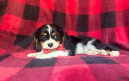 Cavalier King Charles Spaniel dogs for sale: Toto - Image 2